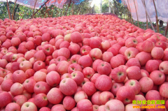 2016��ƻ���۸�����Ԥ��