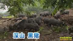 [�۽���ũ]�ӱ��ˮ������������ɽ������·