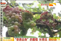 �¸����ŵ�����̬������ ���ó� ���۸�