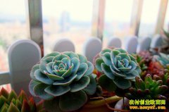 2016�����۸�����Ԥ�⣺��ͨ����۸�һ·�ߵ�10Ԫ������