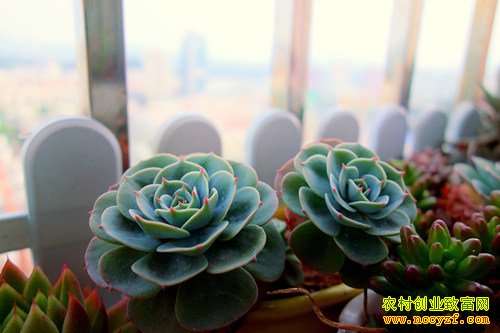 2016�����۸�����Ԥ�⣺��ͨ����۸�һ·�ߵ�10Ԫ������