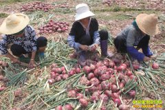 2016����м۸����飺������з���������ա�