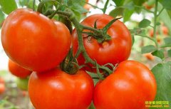 ���ɹŰ�ͷ����ֲ��ɫ�л�����ѳ�ũ���¸�����Ŀ