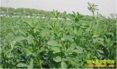 ���ඨ������ֲ������ޣ���ݳ�ũ���¸�����Ŀ