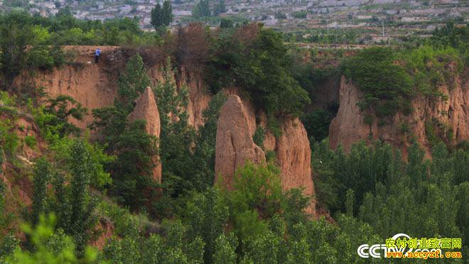  [��ɫʱ��]ɽ��ƽ���ܹ���������ֲ���ȹ��¸���Ƶ