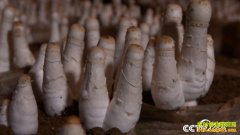 [��ɫʱ��]ɽ��ƽ���ܹ���������ֲ���ȹ��¸���Ƶ