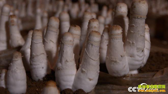   [��ɫʱ��]ɽ��ƽ���ܹ���������ֲ���ȹ��¸���Ƶ