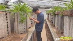 [��ɫʱ��]ɽ�������Ź�֥������ֳ���Ы��׬ȡ�Ƹ�