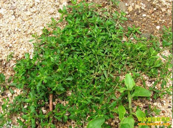 �������ϰ׾���ľҩ������ÿĶ�������3000��Ԫ