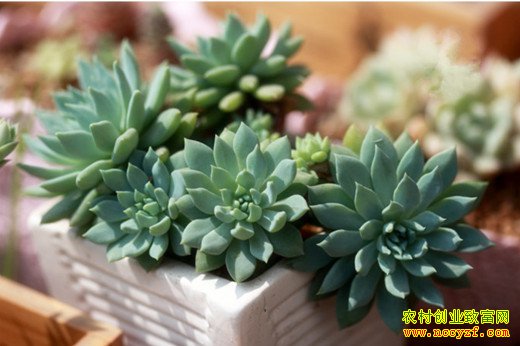 ����ֲ��۸񱻳��� ������ֲ������ֲ��׬Ǯ��