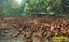 ����ī���콨����������������43��Ԫ