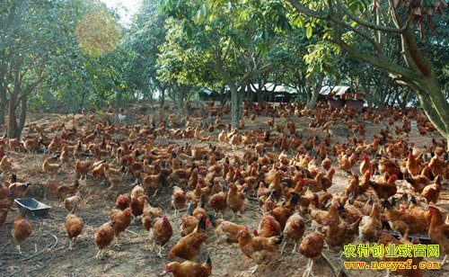 ����ī���콨����������������43��Ԫ