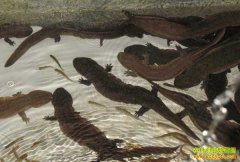 ���ϼ�Դ����ֳ�������ũ���¸�����Ŀ