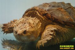 �������ݣ���ֳ���������ֳ�¸�����·