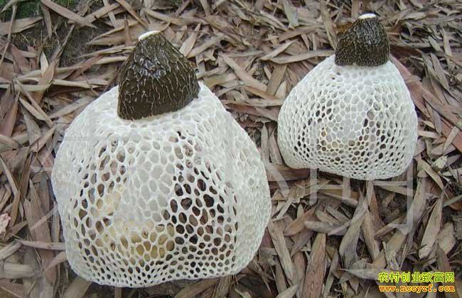 ���������غ��Ҳ���ֲ��ݥ��ũ�����¸�ɡ