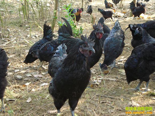 ���ɹ�����������ҹ����ҽ��û�������ҵ�¸�