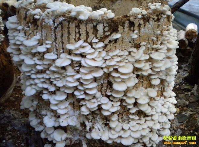 ��ι��ʳ�þ�����С�ꡱ ��ʲôʳ�þ�׬Ǯ