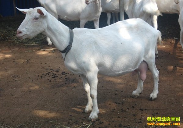 ��ֳ��ɽ��׬Ǯ����ɽ����ֳ���г���Ǳ��ǰ����