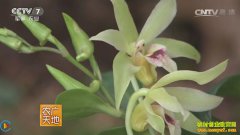 [ũ�����]��Ƥʯ����Ұ�����༼����Ƶ