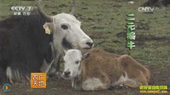 [ũ�����]��Ԫ��ţ��ֳ������Ƶ