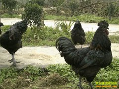 �̿ǵ�����ֳ����Ҫ��