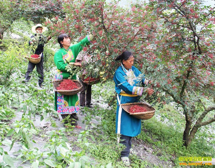 �Ĵ��봨�������գ�������ֲ��ũ���¸�����Ŀ