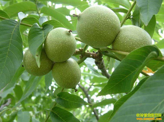 �ӱ���¹��Ƥ�������м۸��ȶ�