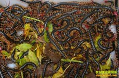 ��������ʶ�������ֳƭ��