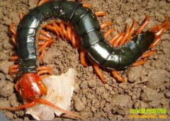 �������ƭ�˵��������ֳƭ�ֽ���