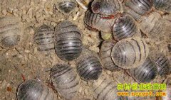 ��ֳ��Ԫ׬Ǯ������� ��Ԫ��ֳƭ��ƭ��80����