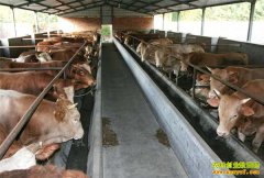 �½��ν�����ţ׬Ǯ 1ͷţ������6000Ԫ