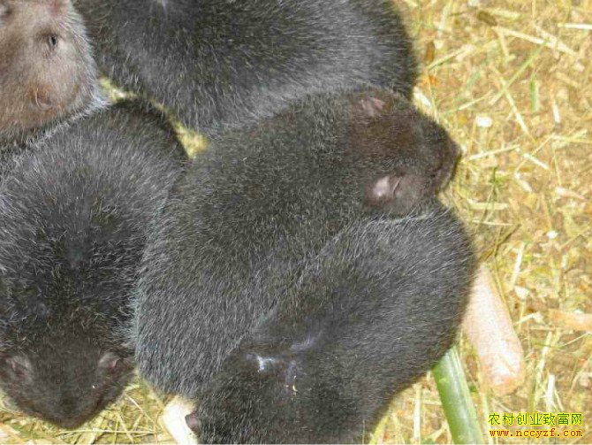 ����������۸߳ɺ�������ũ���¸�����Ŀ