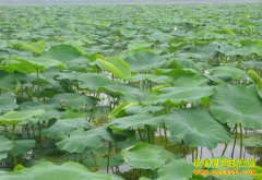 ɽ��ƽ�ش�ѧ���Ž�����������źĶ�����