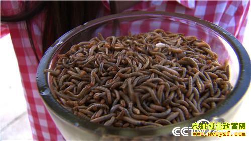 ����ι�� ũ��ϱ��������Ƹ�(�ϼ�)