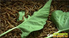 [�¸���]����������Т�����Ʒ۳�ι������׬200���ϣ�