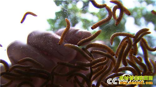 ����ι�� ũ��ϱ��������Ƹ�(�ϼ�)