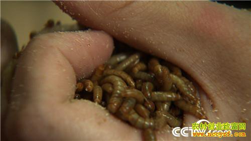 ����ι�� ũ��ϱ��������Ƹ�(�ϼ�)