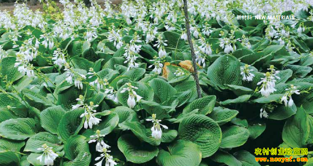 ��������ֲǰ����Ч�����