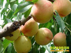 2016��ˮ���Ҽ۸����飺����ˮ���Ҽ۸��ߵ������ɱ���