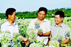 ��ֲ�غ챦��г�Ϊũ����ƶ�¸�����ѡƷ��