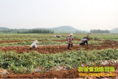 ɽ����ˮ�������еĲ˵ع������г�Ķ����6000Ԫ