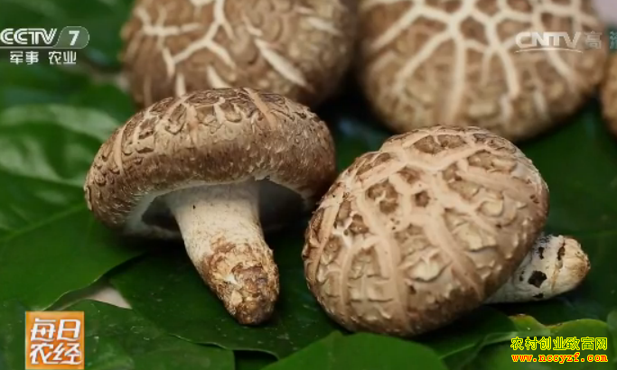 [ÿ��ũ��]ɳĮ���ֳ���ζ�㹽 20160811