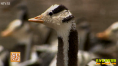 [ÿ��ũ��]�仧�����İ�ͷ����ֳЧ���