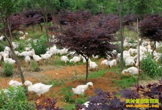 �ӱ�Χ���¹�ҫ����Ө���޹�԰����Ч���