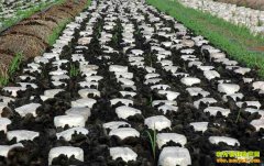 �ӱ�Χ���ﺣ�����紴ҵ��ֲʳ�þ�ۏ���¸���