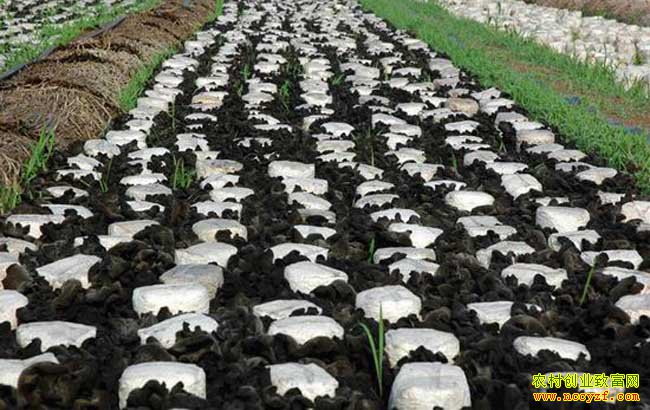 �ӱ�Χ���ﺣ�����紴ҵ��ֲʳ�þ�ۏ���¸���