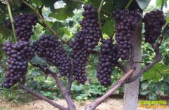 �������ض���������ֲ�ĺ����Ѵ�������Ч���