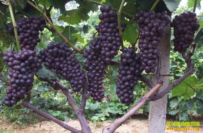 �������ض���������ֲ�ĺ����Ѵ�������Ч���