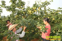 �����ɽ�Ű�����ֲ�ƻ���������ʮ����