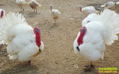 ���������ֳЧ��� �����³�����ʮ�幫��